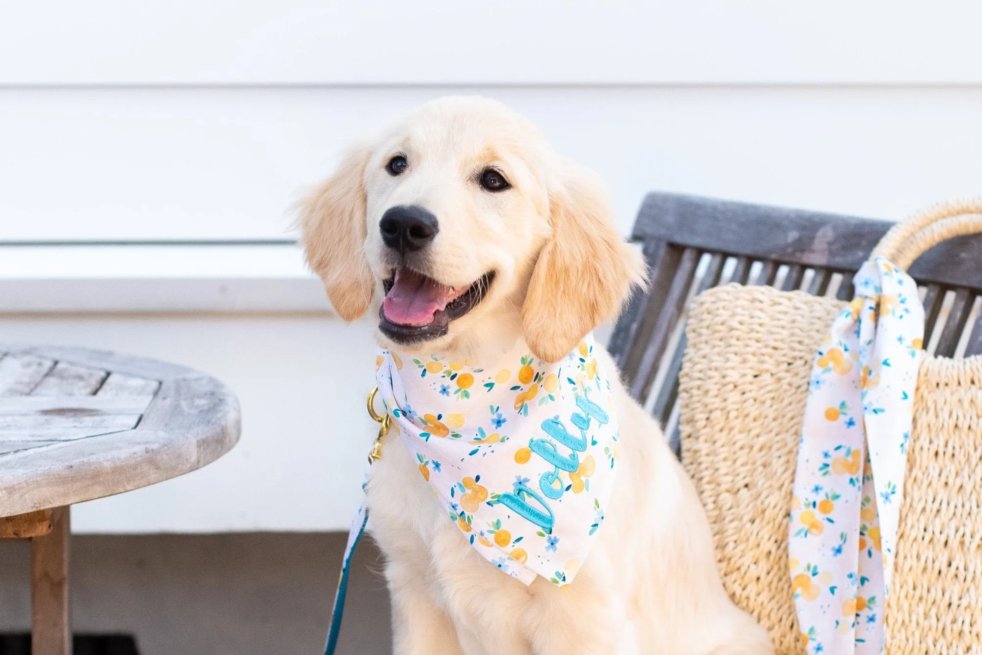 Sunday Brunch Dog Collar - Two Styles!